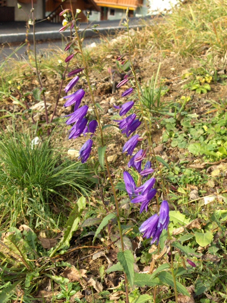 creeping bellflower / Campanula rapunculoides: _Campanula rapunculoides_ is a continental European patch-forming perennial that persists in the wild at sites across eastern Great Britain.