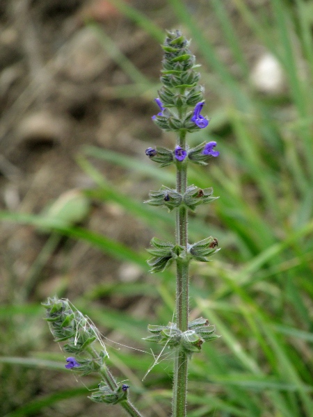 wild clary / Salvia verbenaca: The subspecies that grows in Great Britain, _Salvia verbenaca_ subsp. _horminoides_, often has 2 white spots on the lower lip of each flower.