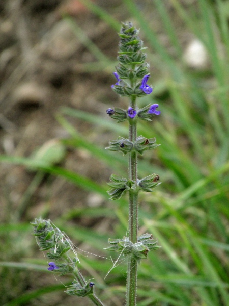 wild clary / Salvia verbenaca