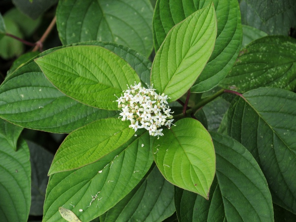 red osier dogwood / Cornus sericea: _Cornus sericea_ is a North American shrub that has become naturalised in woods and riversides across the British Isles.