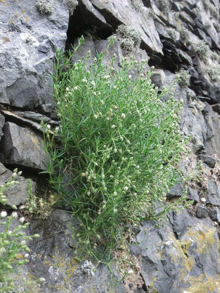 rock sea-spurrey / Spergularia rupicola: Growing on castle walls close to the sea