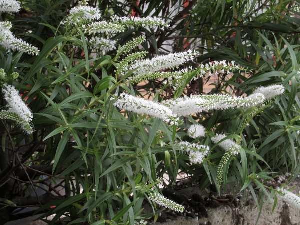 koromiko / Veronica salicifolia: _Veronica salicifolia_ (formerly _Hebe salicifolia_) is a garden plant originating in New Zealand, where it is known as koromiko.