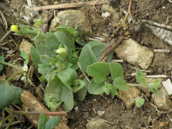 round-leaved fluellen / Kickxia spuria: The leaves of _Kickxia spuria_ are round at the base, unlike the hastate leaves of _Kickxia elatine_.