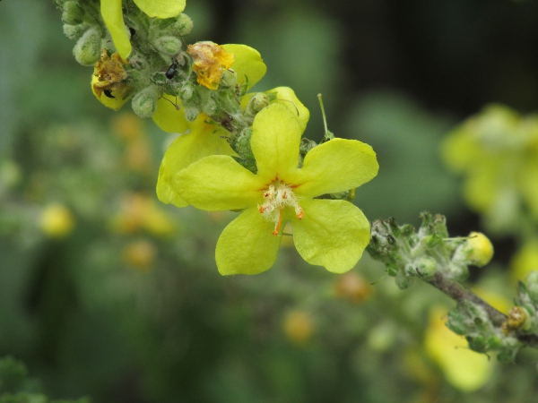 Broussa mullein / Verbascum bombyciferum