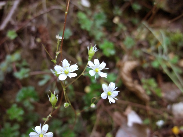 lesser londonpride / Saxifraga cuneifolia: _Saxifraga cuneifolia_ is native to the mountains of southern Europe.