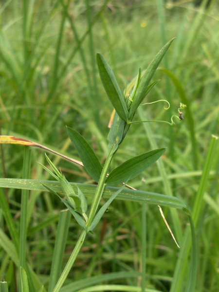 meadow vetchling / Lathyrus pratensis: The stems of _Lathyrus pratensis_ are angled, but not winged; the leaves have 1 pair of leaflets and a terminal tendril.