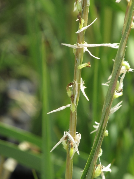 common cord-grass / Spartina anglica: Part of an inflorescence