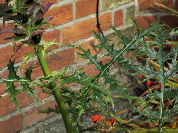 spiny bear’s breech / Acanthus spinosus: Leaf