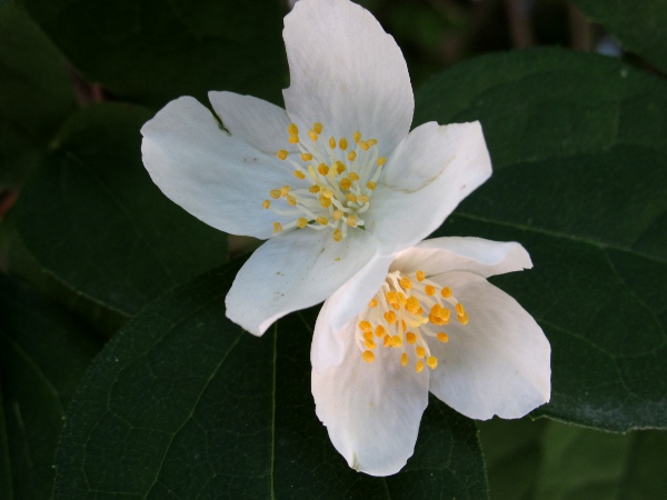 mock orange / Philadelphus coronarius: _Philadelphus coronarius_ is widely grown in gardens and sometimes persists when thrown out into the wild.