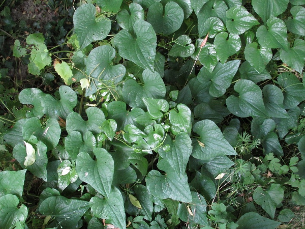 black bryony / Tamus communis