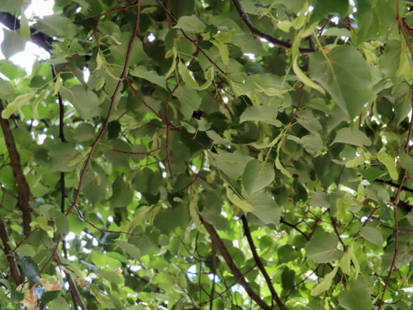 silver lime / Tilia tomentosa: The leaves of _Tilia tomentosa_ are covered in an opaque layer of white hairs on the lower surface.