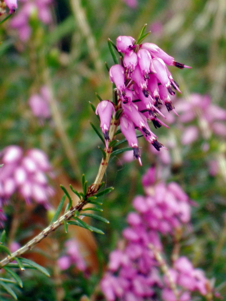 winter heath / Erica carnea: _Erica carnea_ is native to the mountains of central and southern Europe.