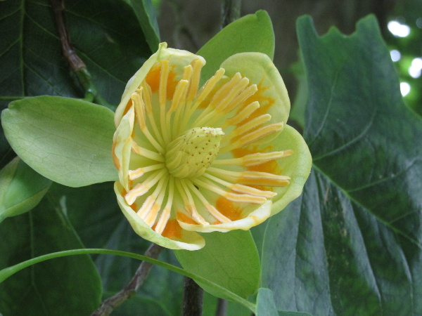 tulip tree / Liriodendron tulipifera: _Liriodendron tulipifera_ has large, showy flowers.