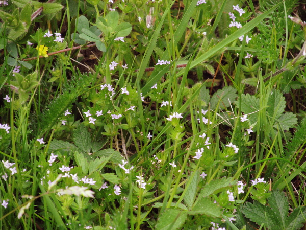 field madder / Sherardia arvensis: _Sherardia arvensis_ is a procumbent annual of drought-prone grasslands and sand dunes.