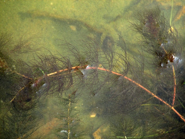 alternate water-milfoil / Myriophyllum alterniflorum: _Myriophyllum alterniflorum_ has leaves with only 6–18 lobes per side.