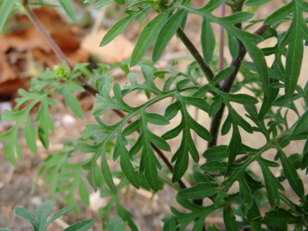 ragweed / Ambrosia artemisiifolia: As its scientific name suggests, the leaves of _Ambrosia artemisiifolia_ are repeatedly pinnately lobed, like those of some _Artemisia_ species.