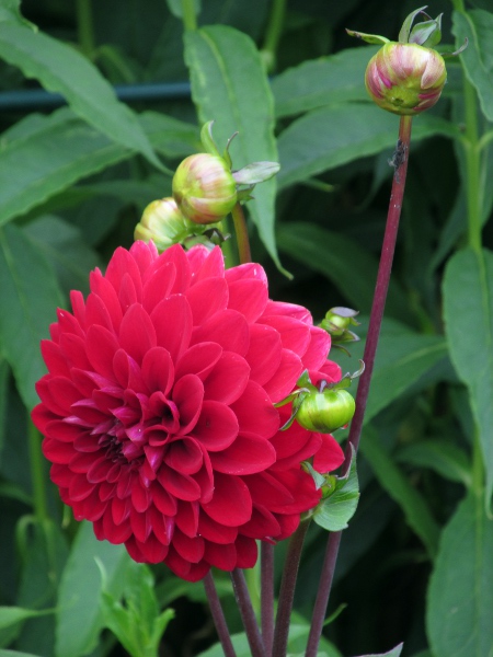 dahlia / Dahlia × hortensis: Many varieties are <em>flore pleno</em>.