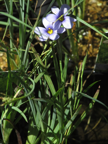 blue-eyed grass / Sisyrinchium bermudiana
