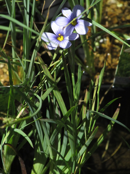 blue-eyed grass / Sisyrinchium bermudiana: There is much nomenclatural confusion among the blue-flowering _Sisyrinchium_ species. This plant was labelled as ‘_Sisyrinchium angustifolium_’, which is probably the same as _S. bermudiana_.
