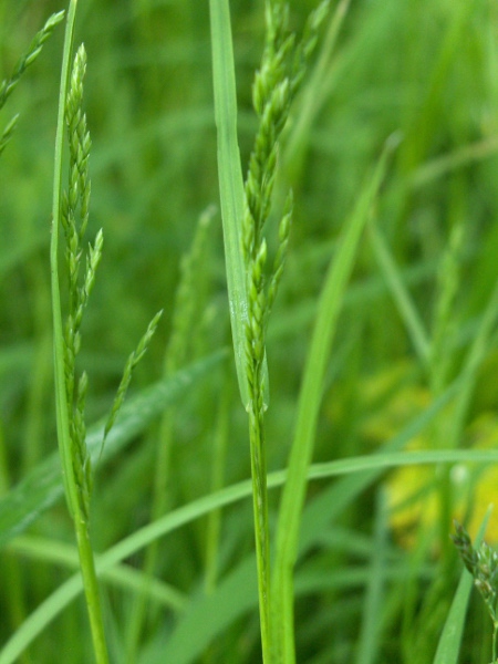 rough meadow-grass / Poa trivialis: Inflorescence