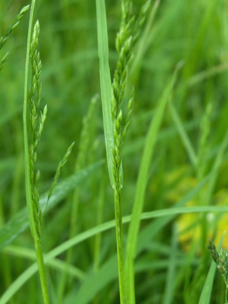 rough meadow-grass / Poa trivialis