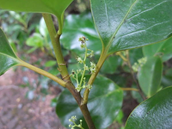 New Zealand broadleaf / Griselinia littoralis: The flowers of _Griselinia littoralis_ are inconspicuous.