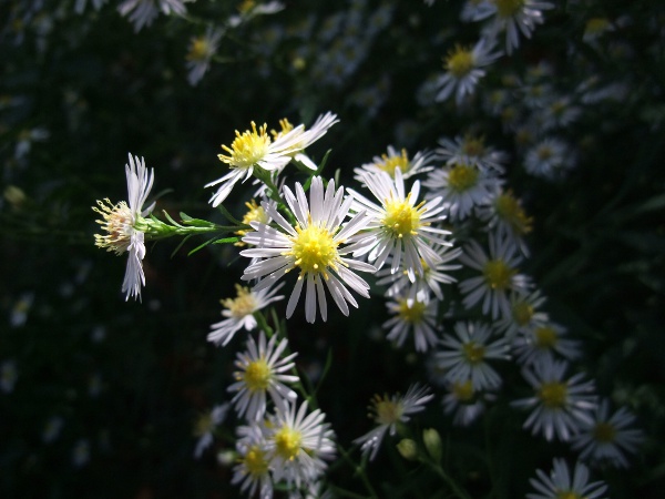 narrow-leaved Michaelmas daisy / Symphyotrichum lanceolatum: The flowers of _Symphyotrichum lanceolatum_ are paler than in most of its relatives, typically white rather than pale purple.