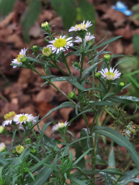 late Michaelmas daisy / Symphyotrichum × versicolor: _Symphyotrichum_ × _versicolor_, a hybrid of _S. novi-belgii_ and _S. laeve_, is a fairly common garden escape; it has clasping leaves and green-tipped phyllaries, the outermost being at least half as long as the inner.