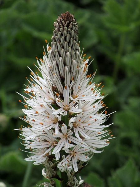 white asphodel / Asphodelus albus: The inflorescence of _Asphodelus albus_ is a dense raceme of white flowers with free tepals.