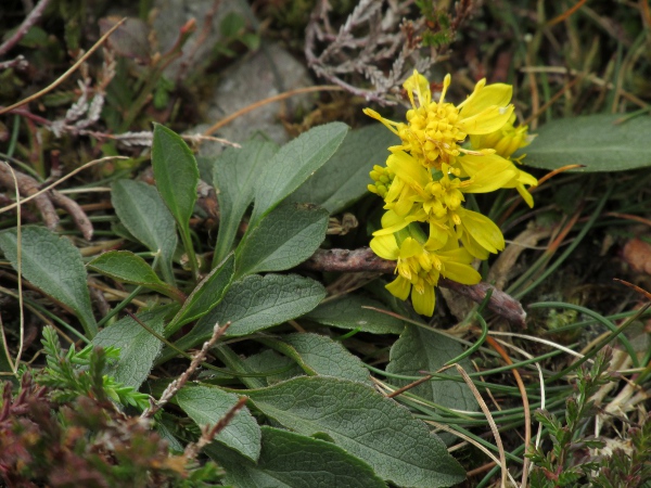 goldenrod / Solidago virgaurea: _Solidago virgaurea_ subsp. _minuta_ is a dwarf subspecies of high altitudes.