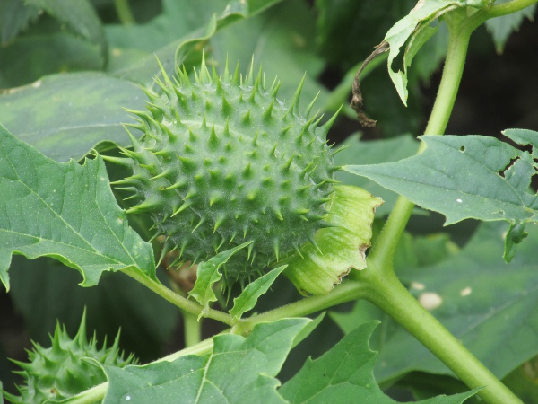 thorn-apple / Datura stramonium: The spiny fruit of _Datura stramonium_ give it its vernacular name of ‘thorn-apple’.