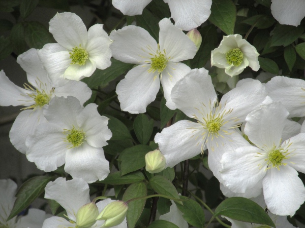 Himalayan clematis / Clematis montana: _Clematis montana_ is an Asian climber that occasionally escapes into the wild.