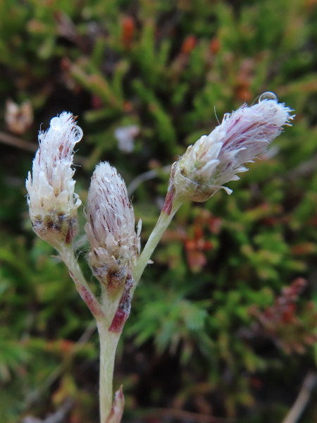 mountain everlasting / Antennaria dioica: The female inflorescences of _Antennaria dioica_ are more elongated.
