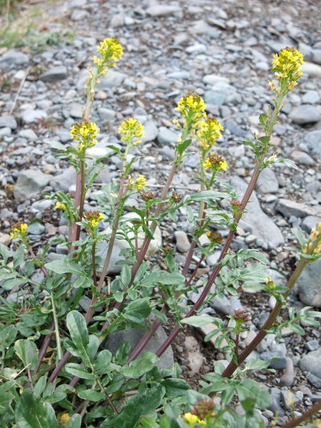 medium-flowered winter-cress / Barbarea intermedia: _Barbarea intermedia_ is very similar to _Barbarea verna_, but has smaller flowers and fruits.