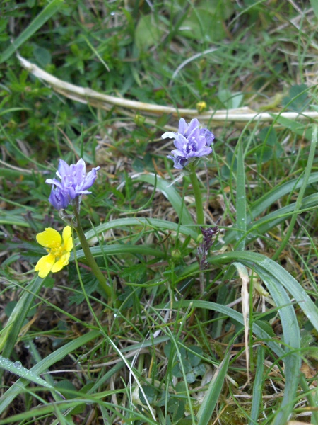 spring squill / Scilla verna