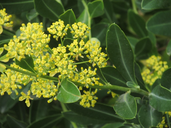 shrubby hare’s-ear / Bupleurum fruticosum: The leaves of _Bupleurum fruticosum_ are undivided and have a strong midrib with pinnately arranged side-veins.