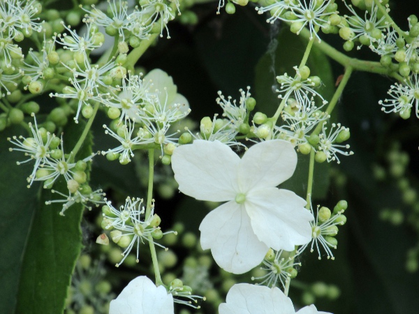 climbing hydrangea / Hydrangea petiolaris: The large, peripheral flowers in each inflorescence are sterile.