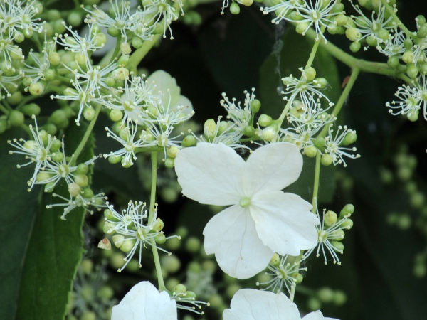 climbing hydrangea / Hydrangea petiolaris