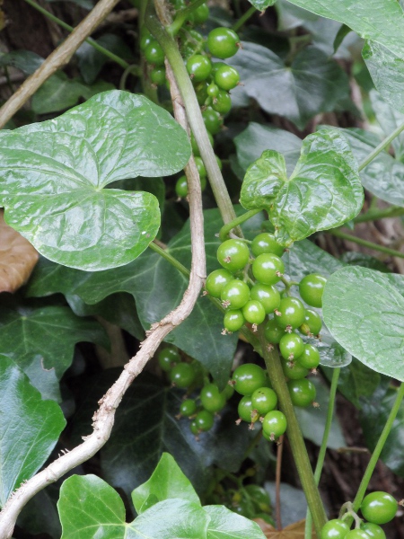 black bryony / Tamus communis: The leaves and fruit of _Tamus communis_ are glossy, unlike those of _Bryonia dioica_. The fruits become red on ripening.