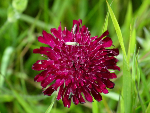 sweet scabious / Sixalix atropurpurea: The flowers of _Sixalix atropurpurea_ are a distinctive deep red–purple colour.