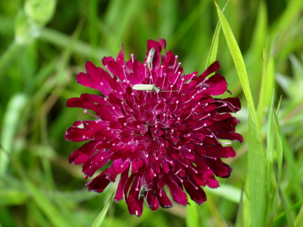 sweet scabious / Sixalix atropurpurea