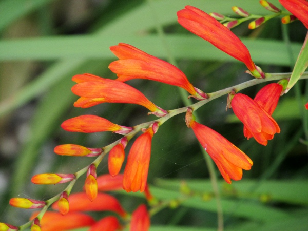 Potts’ montbretia / Crocosmia pottsii