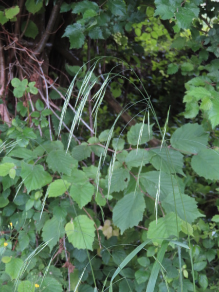 hairy brome / Bromopsis ramosa: _Bromopsis ramosa_ is a tall grass with drooping spikelets that grows in hedgerows and woodlands over moist soils that are at least slightly basic.