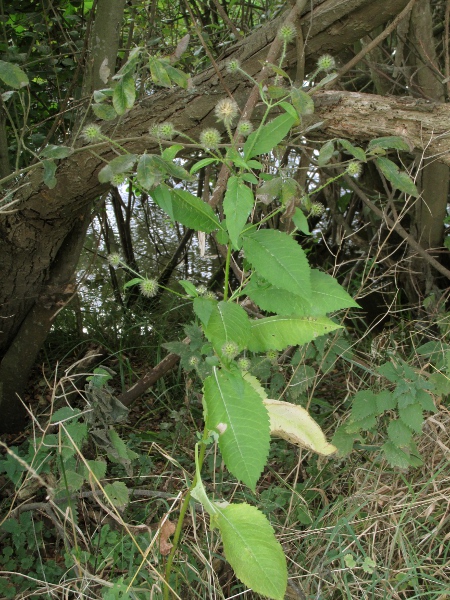 small teasel / Dipsacus pilosus