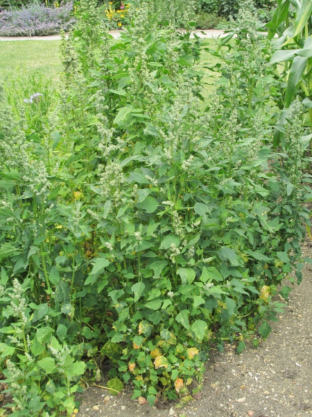 quinoa / Chenopodium quinoa: _Chenopodium quinoa_ is widely grown to feed game birds; most quinoa for human consumption comes from overseas.