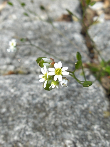 common whitlow-grass / Erophila verna: The petals of _Erophila verna_ are divided more than half-way to the base, unlike _Erophila majuscula_ and _Erophila glabrescens_.