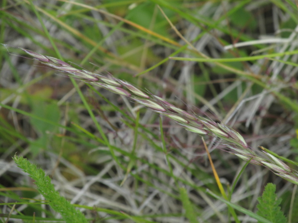 downy oat-grass / Avenula pubescens: _Avenula pubescens_ has spikelets of only 1–3 flowers each, with the upper glume as long as the first lemma.