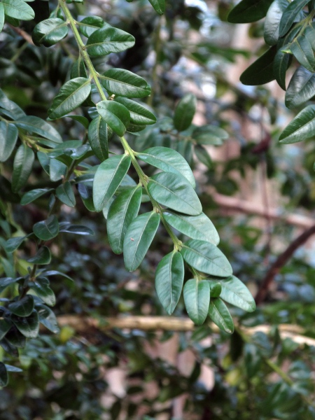 box / Buxus sempervirens: The leaves of _Buxus sempervirens_ are shiny above.