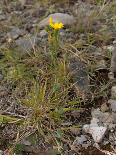 yellow-wort / Blackstonia perfoliata: With its paired leaves fused around the stem and yellow 8-petalled flowers, _Blackstonia perfoliata_ is unmistakable.