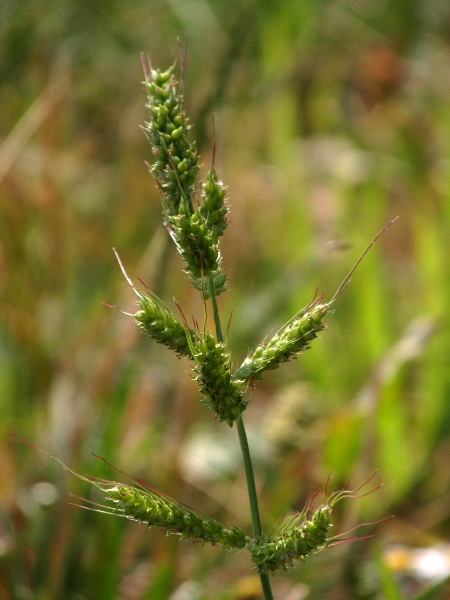 cockspur / Echinochloa crus-galli: Inflorescence